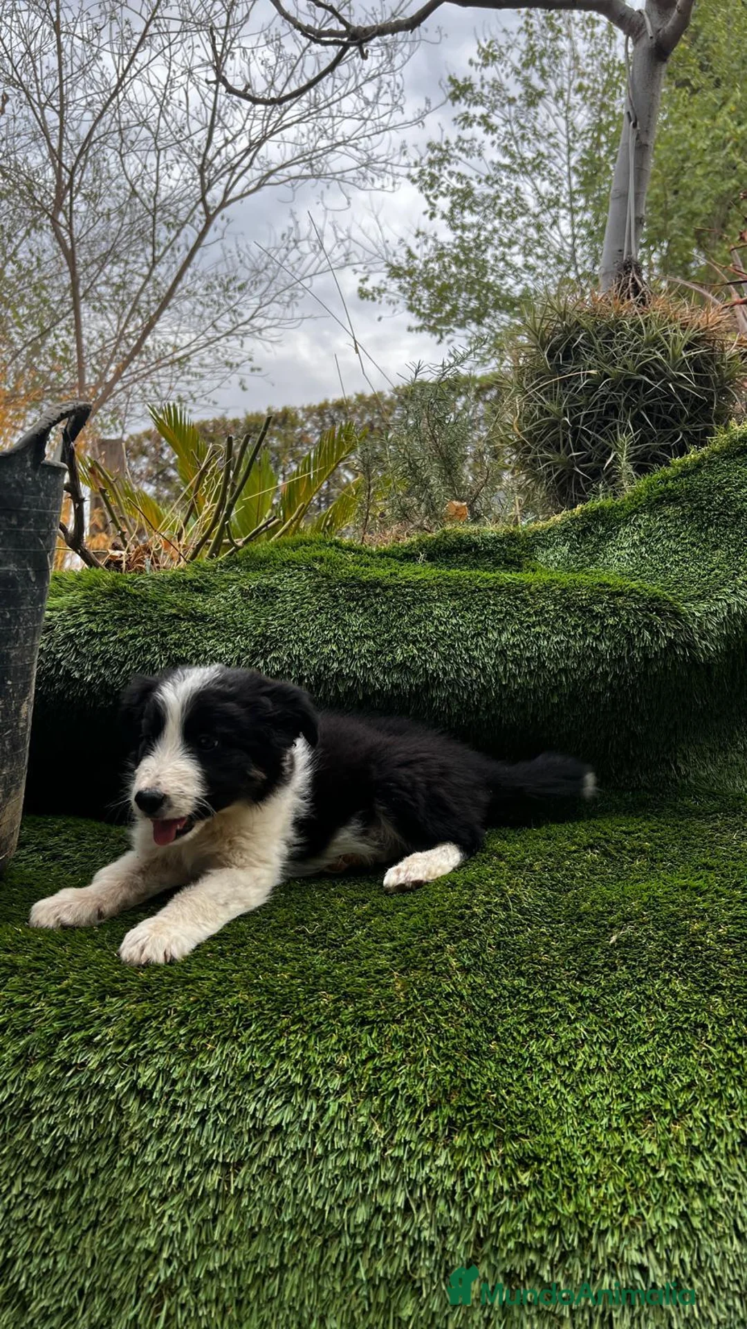 Border Collie perros en venta: Border collies de calidad  - Anuncio 2