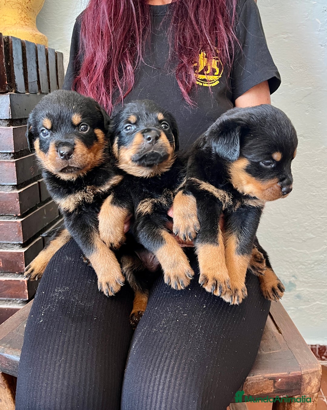 Rottweiler perros en venta: ROTTWEILER macho y hembra - Imagen 3