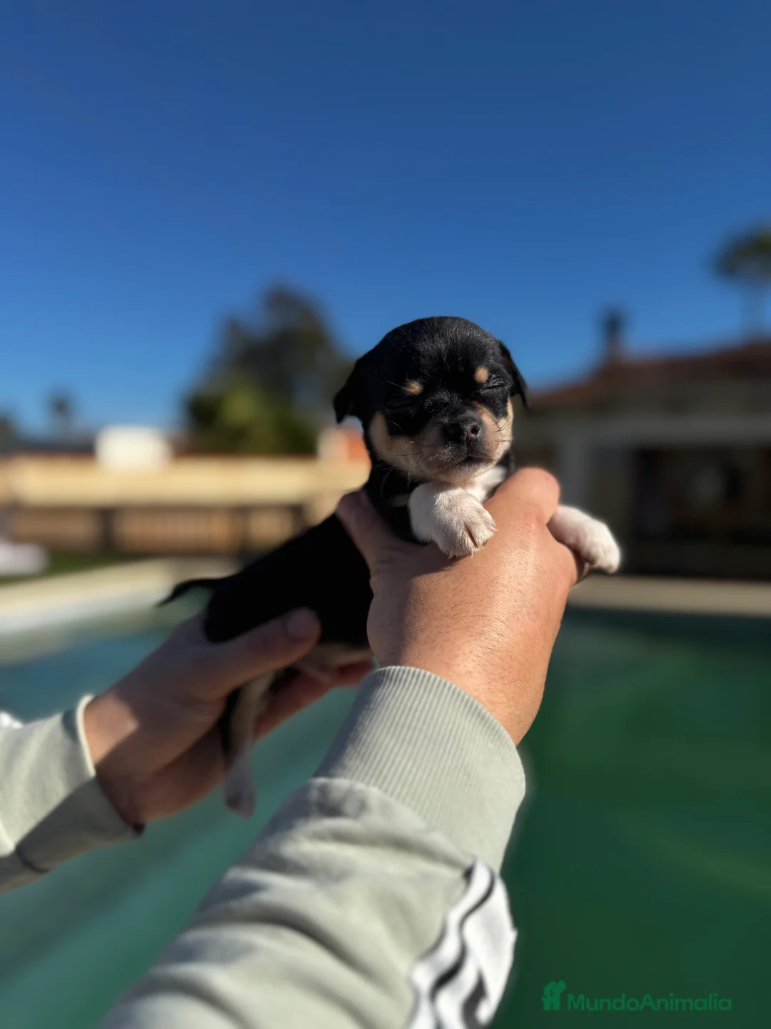 Chihuahua perros en venta: Chihuahuas  en Illes Balears - Anuncio 23