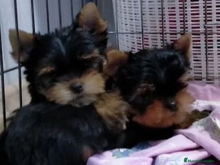 Biewer Yorkshire Terrier a la Pom Pon perros Cachorros Yorkshire y Biewer - Anuncio 1
