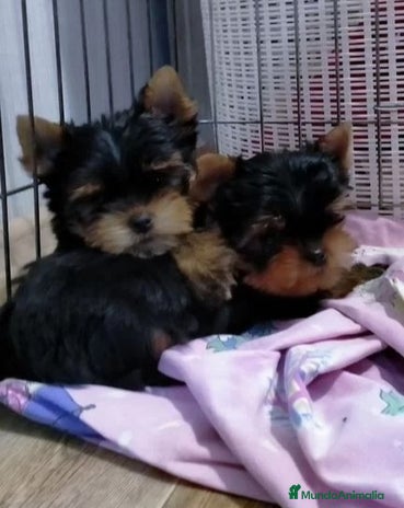 Biewer Yorkshire Terrier a la Pom Pon perros Cachorros Yorkshire y Biewer - Anuncio 1