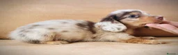 Teckel perros en venta: Teckel kanichen pelo largo precio real - Anuncio 11