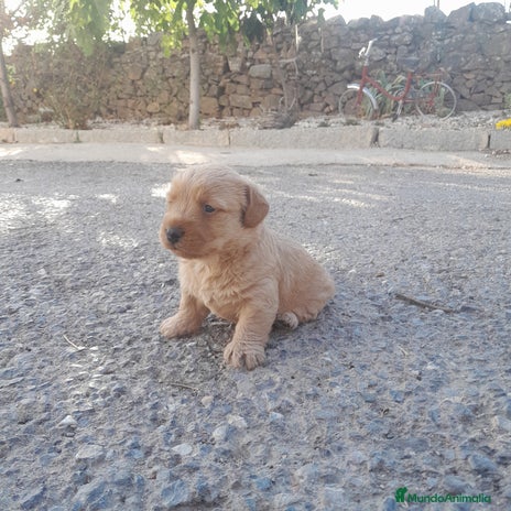 Labrador Retriever perros - Anuncio 1
