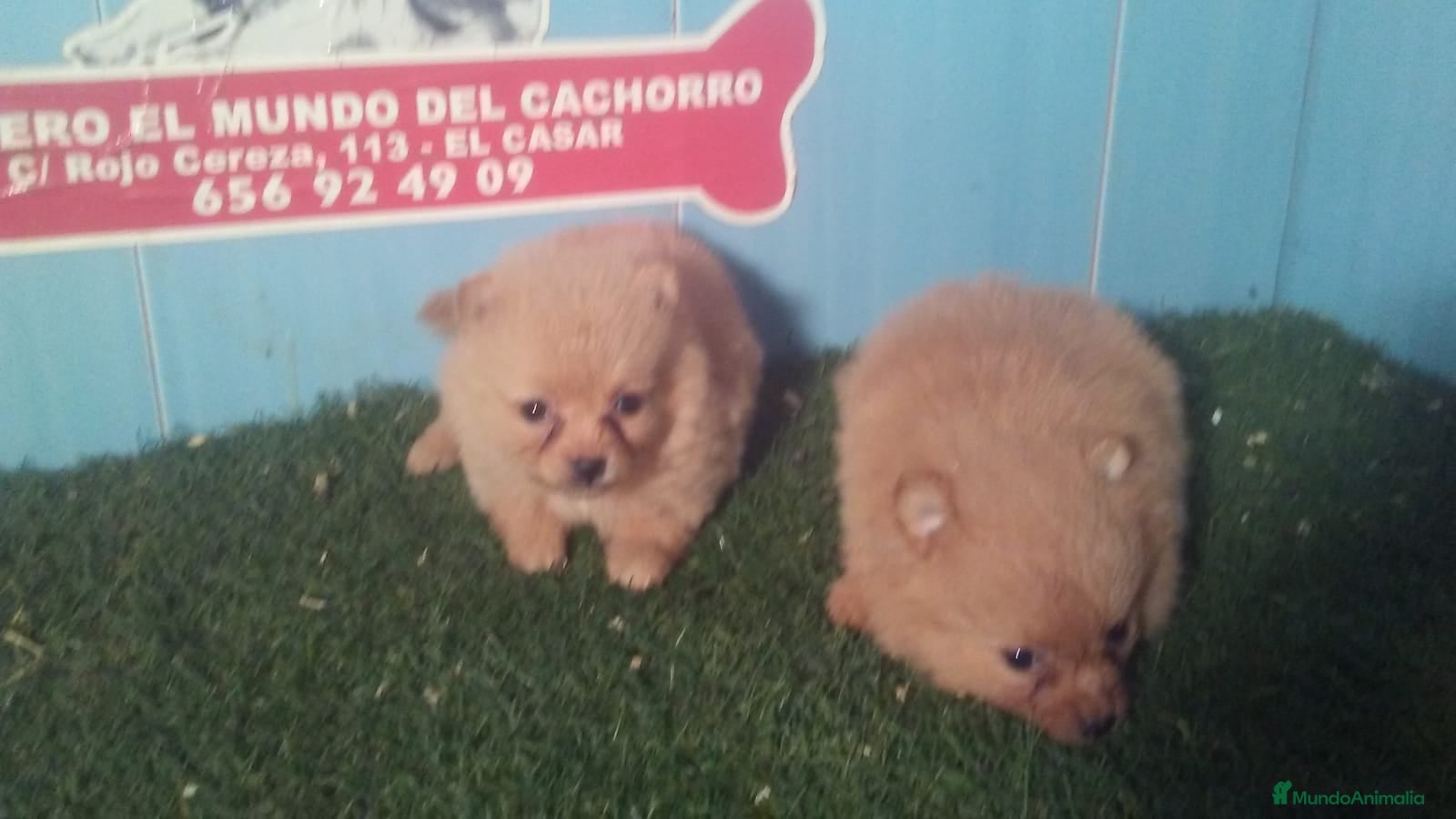 Pomerania perros CAMADA DE POMERANIA en Madrid - Anuncio 25