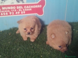 Pomerania perros en Madrid - Anuncio 3