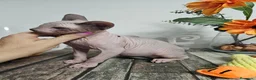 Sphynx gatos en venta: Sphynx - Anuncio 1
