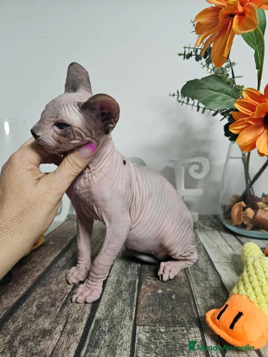 Sphynx gatos en venta: Sphynx - Anuncio 1