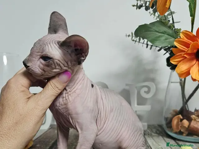 Sphynx gatos en venta: Sphynx - Anuncio 1