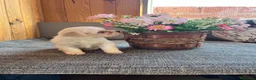 Bichón Maltés perros en venta: Bichón Maltés Cachorros  - Anuncio 1
