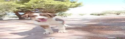 Pastor Australiano perros en venta: PASTOR AUSTRALIANO  - Anuncio 16