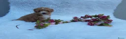 Caniche Toy perros en venta: IMPRECIONANTES  CANICHES  ROJO  TOY  - Anuncio 13
