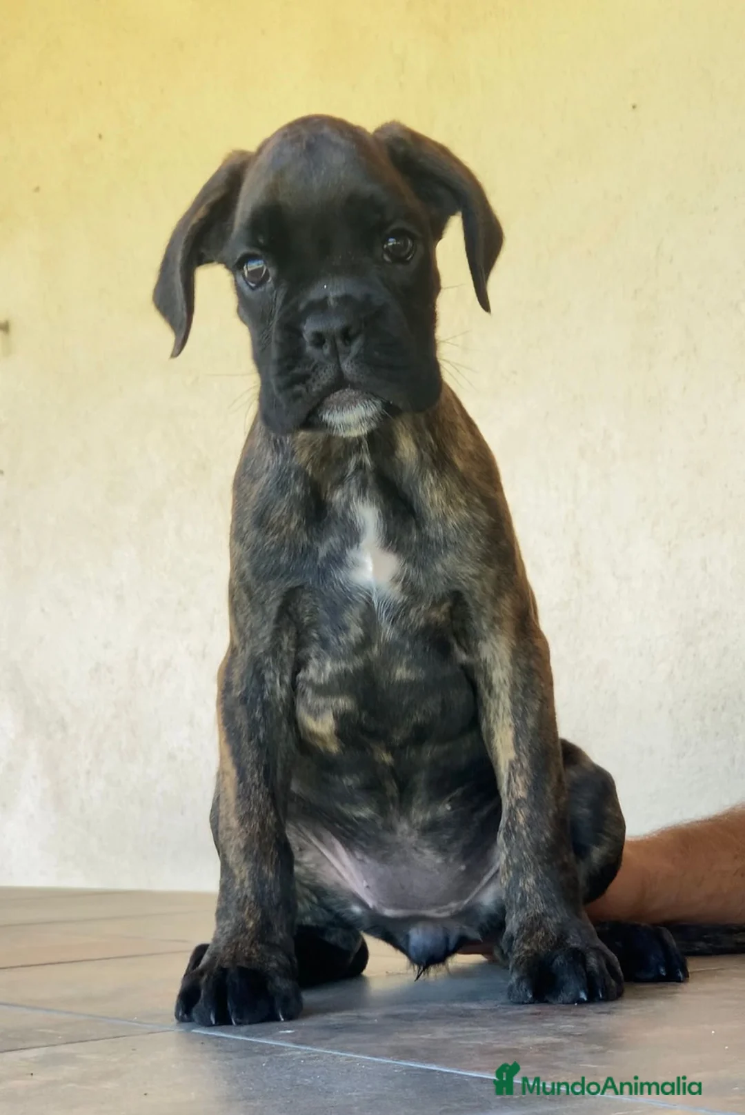 Boxer perros en venta: Preciosos cachorros BOXER - Anuncio 5