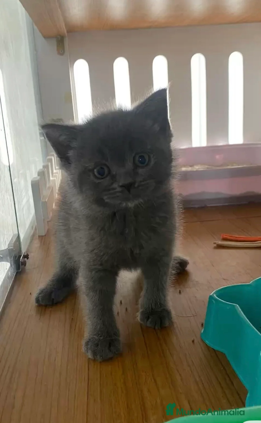 Azul Ruso gatos en venta: Preciosos gatos azul ruso. - Anuncio 1