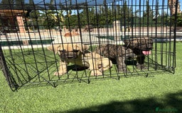 Dogo Canario perros en venta: Cachorros de presa canario - Imagen 6