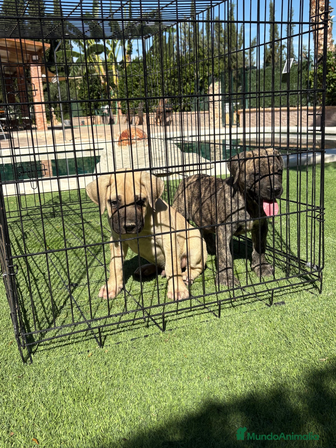 Dogo Canario perros en venta: Cachorros de presa canario - Imagen 6