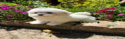 Bichón Maltés perros en venta: Bichon Maltés  - Anuncio 6