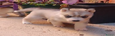 Husky Siberiano 5