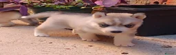 Husky Siberiano perros en venta: Siberian husky camada - Anuncio 8