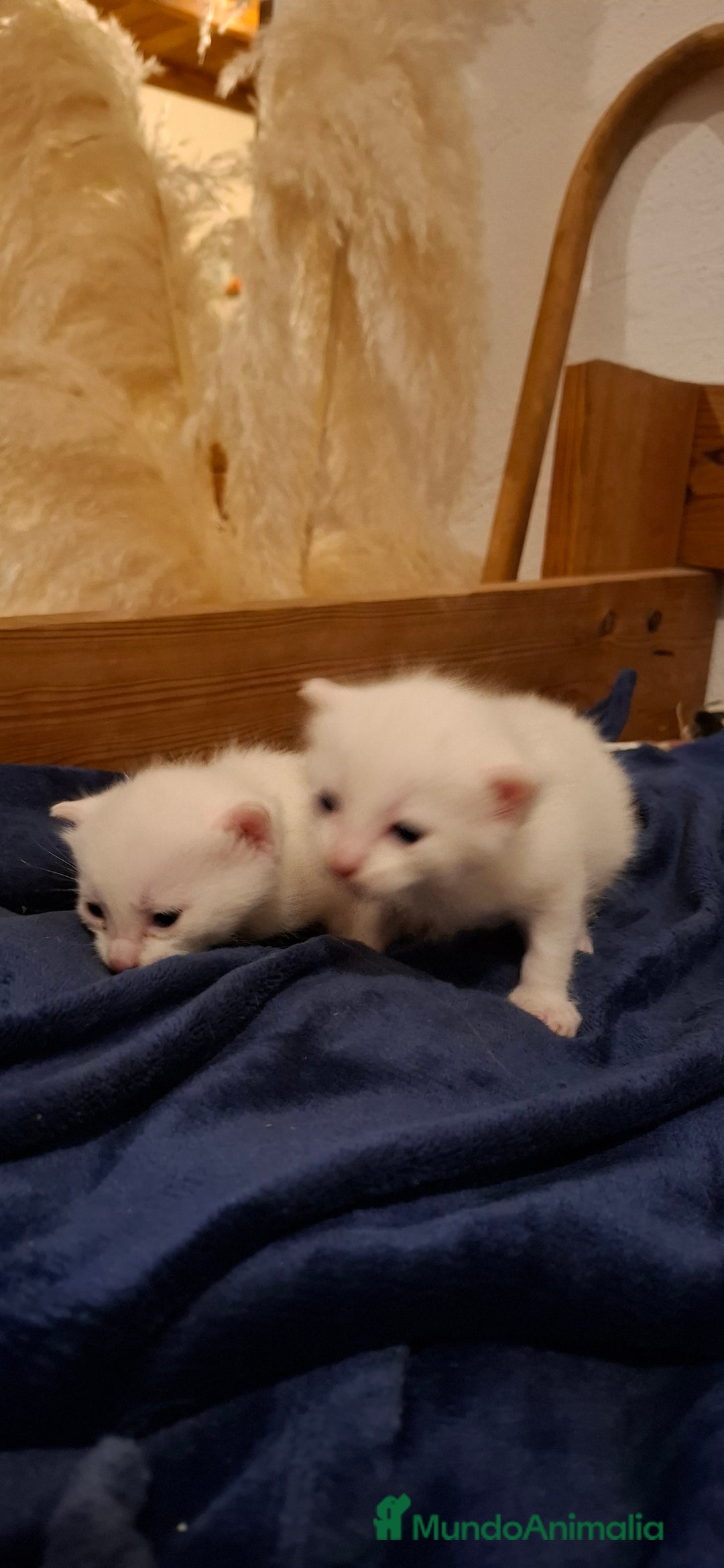 Raza Mixta gatos en venta: Gatitas cruce de Angora y europeo - Anuncio 3