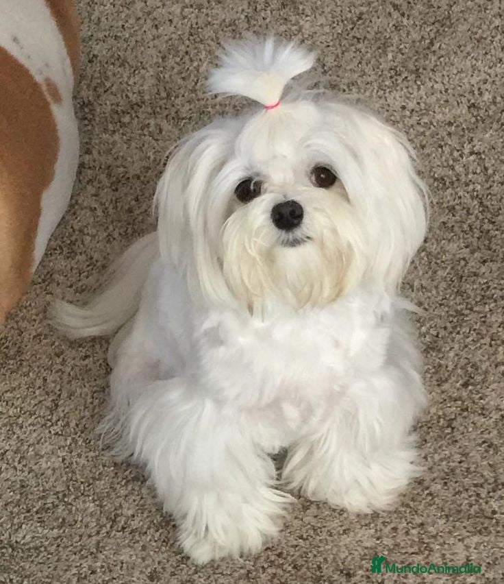 Maltipoo perros Maltipoo hembras apricot disponible super toy - Anuncio 3