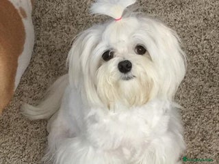 Maltipoo perros Maltipoo hembras apricot disponible super toy - Anuncio 1