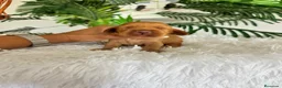 Cocker Spaniel Inglés perros en venta: COCKER SPANIEL INGLES - Anuncio 3