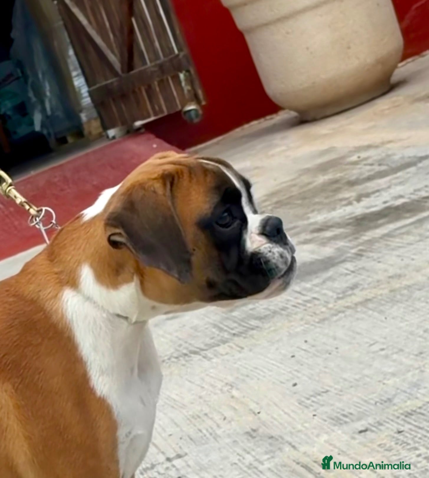Boxer perros Boxer - Anuncio 1