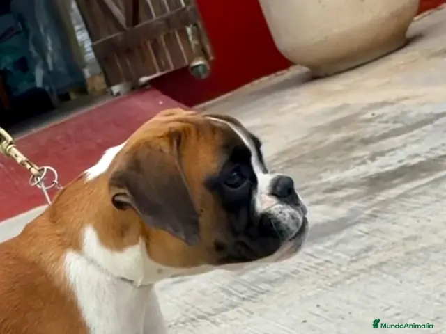Boxer perros en venta: Boxer - Anuncio 1