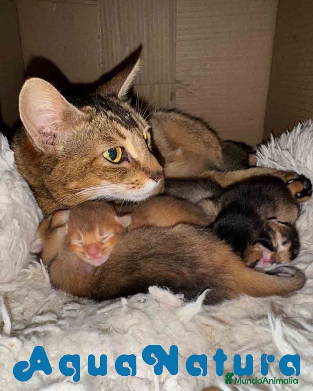 Abisinio gatos Camada Abisinio de Santa AQUANATURA en Barcelona - Anuncio 2