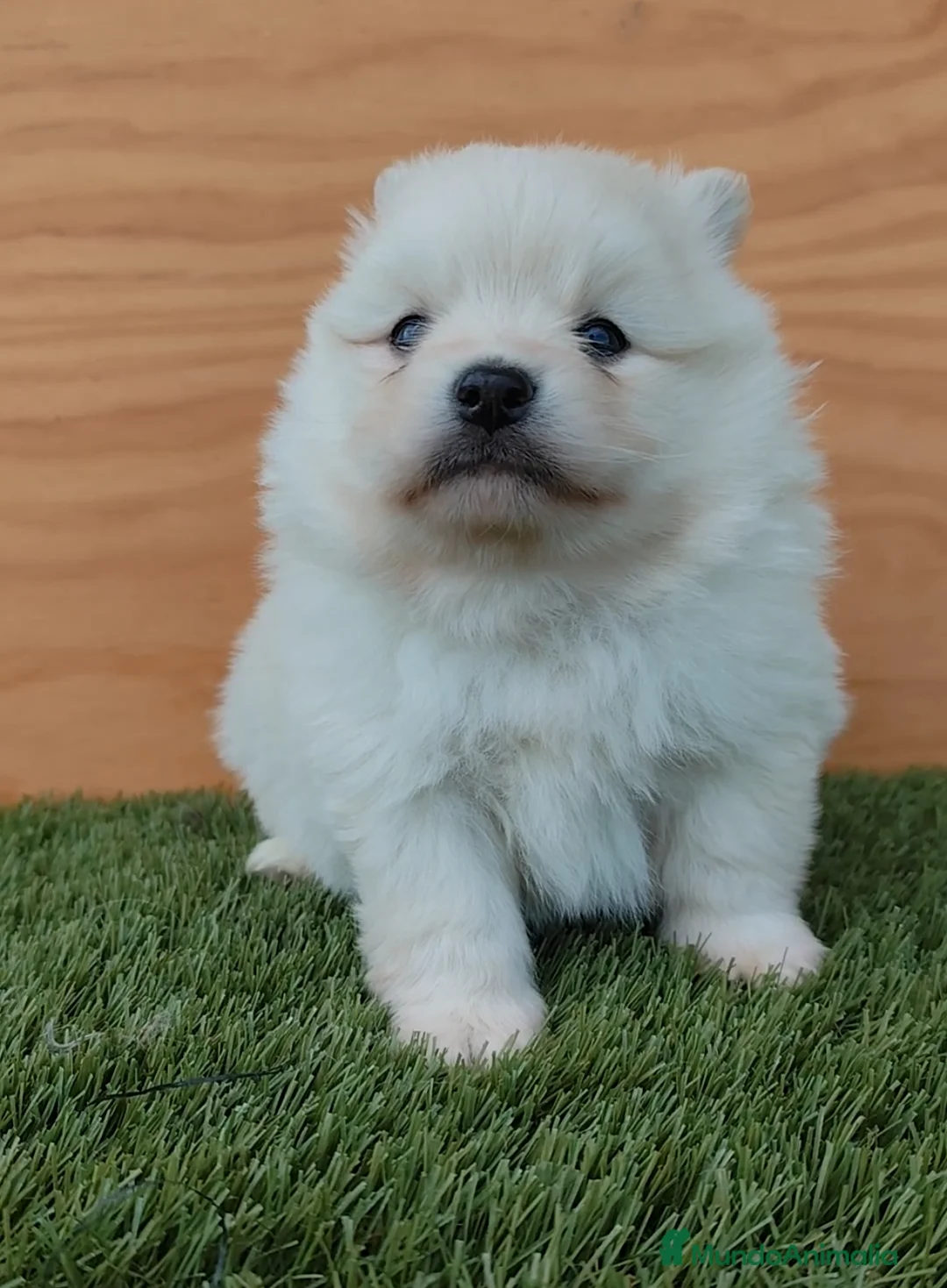 Pomsky perros en venta: Pomsky  - Anuncio 2