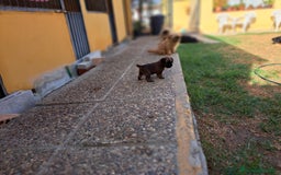 Grifón de Bruselas perros en venta: Griffon de bruselas - Imagen 2
