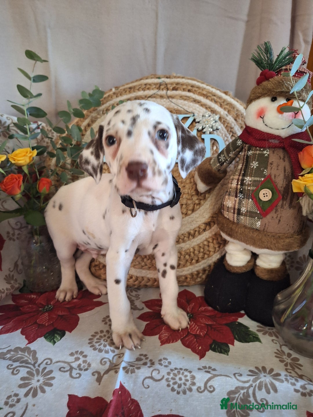 Dálmata perros en venta: DALMATA  - Anuncio 2