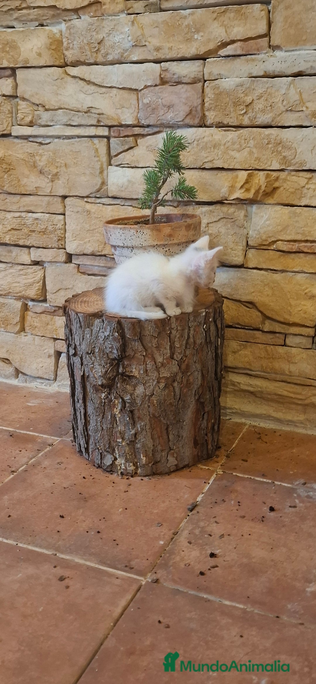 Europeo de Pelo Corto gatos en venta: Gatito blanco europeo - Imagen 4