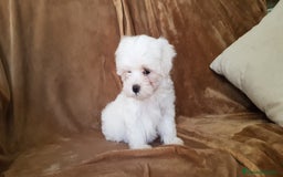 Bichón Maltés perros en venta: Bichon maltes - Imagen 1