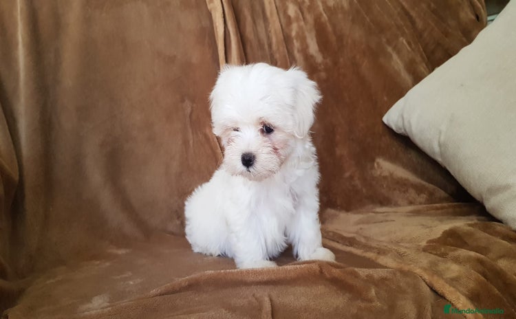 Bichón Maltés perros - Propaganda 1