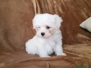 Bichón Maltés perros - Anuncio 2