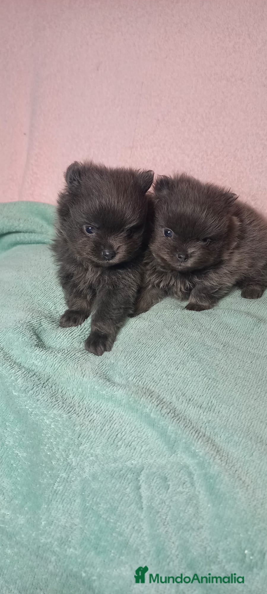 Pomerania perros Pomerania para reservar exóticos  - Anuncio 1