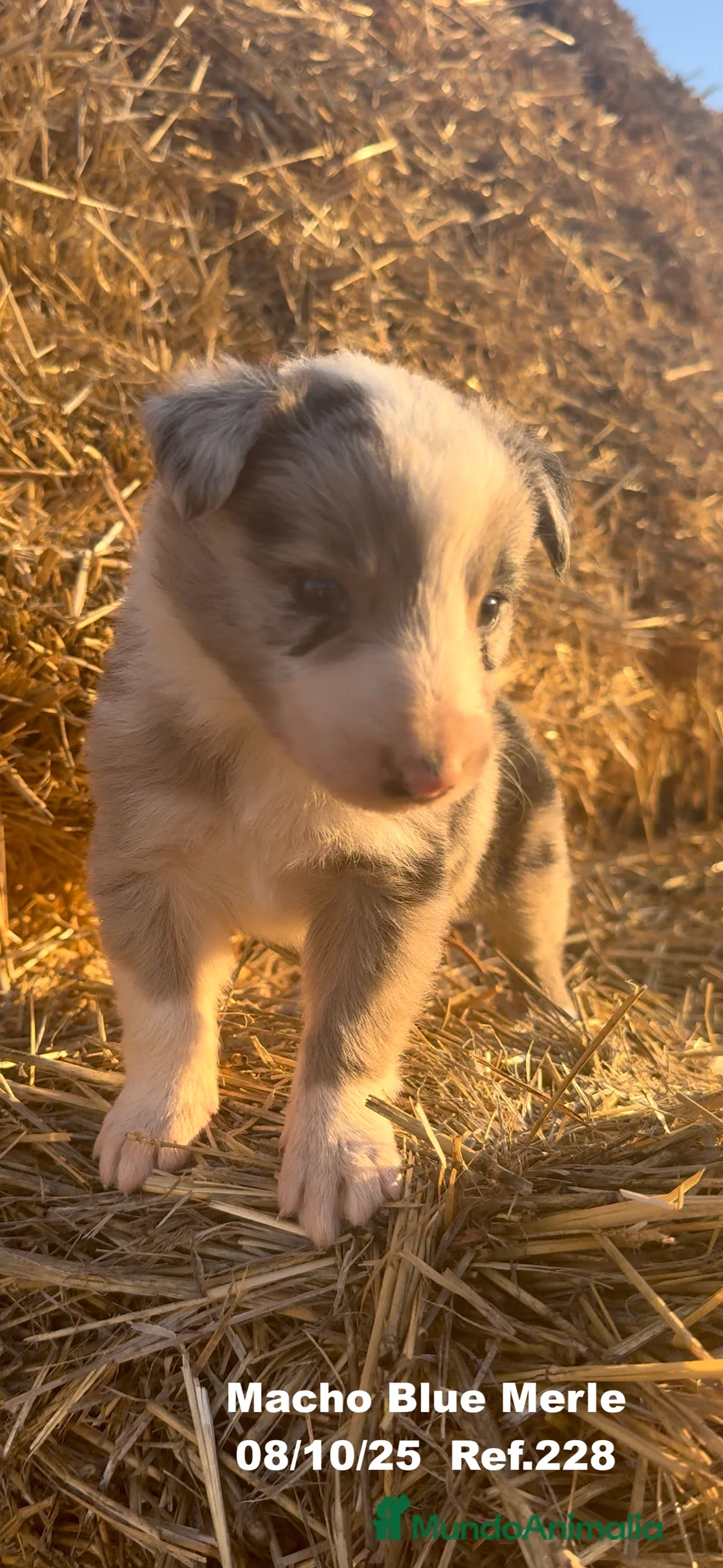 Border Collie perros en venta: Border Collie Blue Merle - Anuncio 16