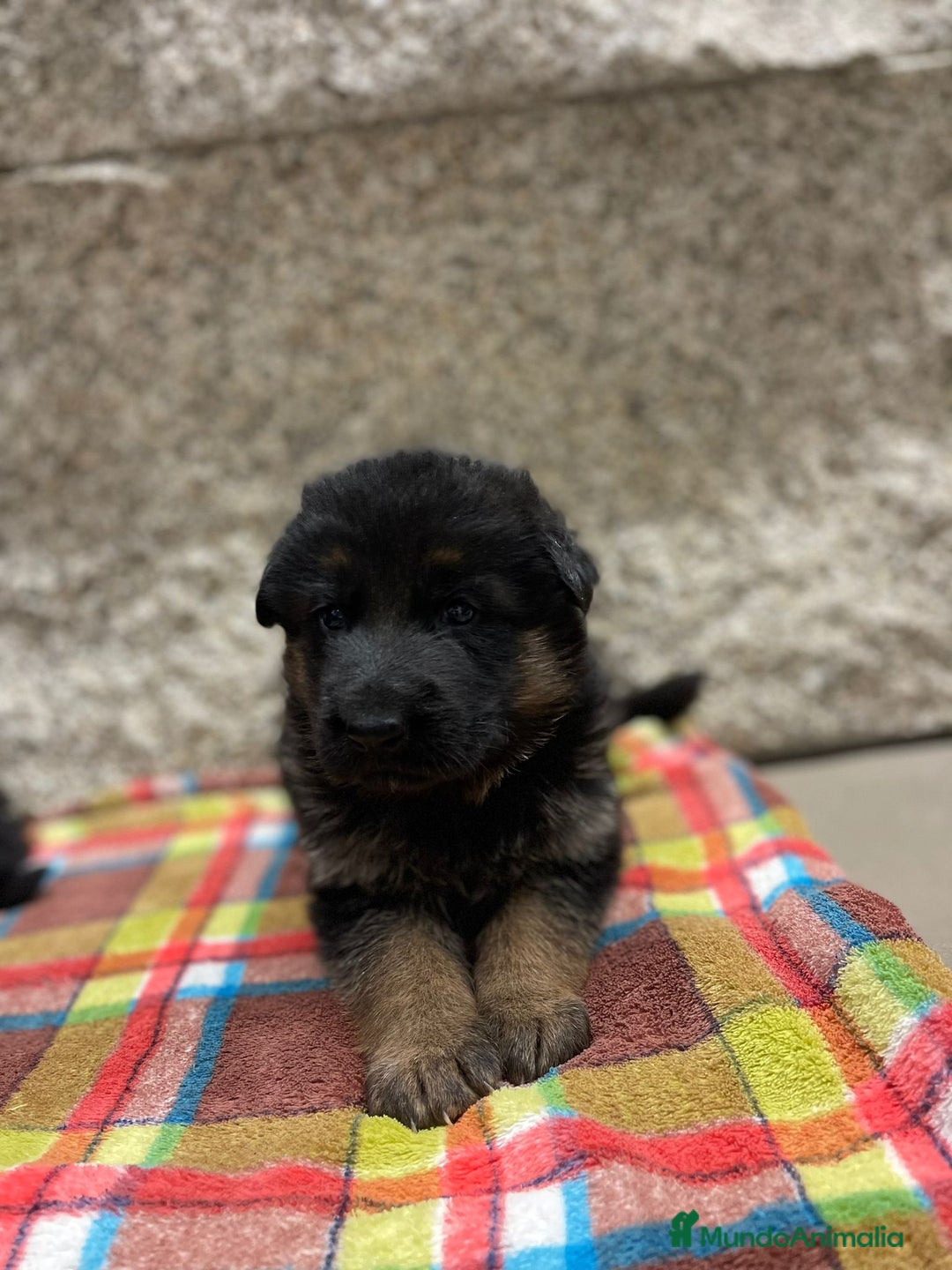 Pastor Alemán perros en venta: Súper cachorro macho pastor alemán  - Anuncio 9