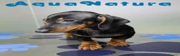 Teckel perros en venta: Teckel Hembra de Kily y Luisiño 1875 - Anuncio 4