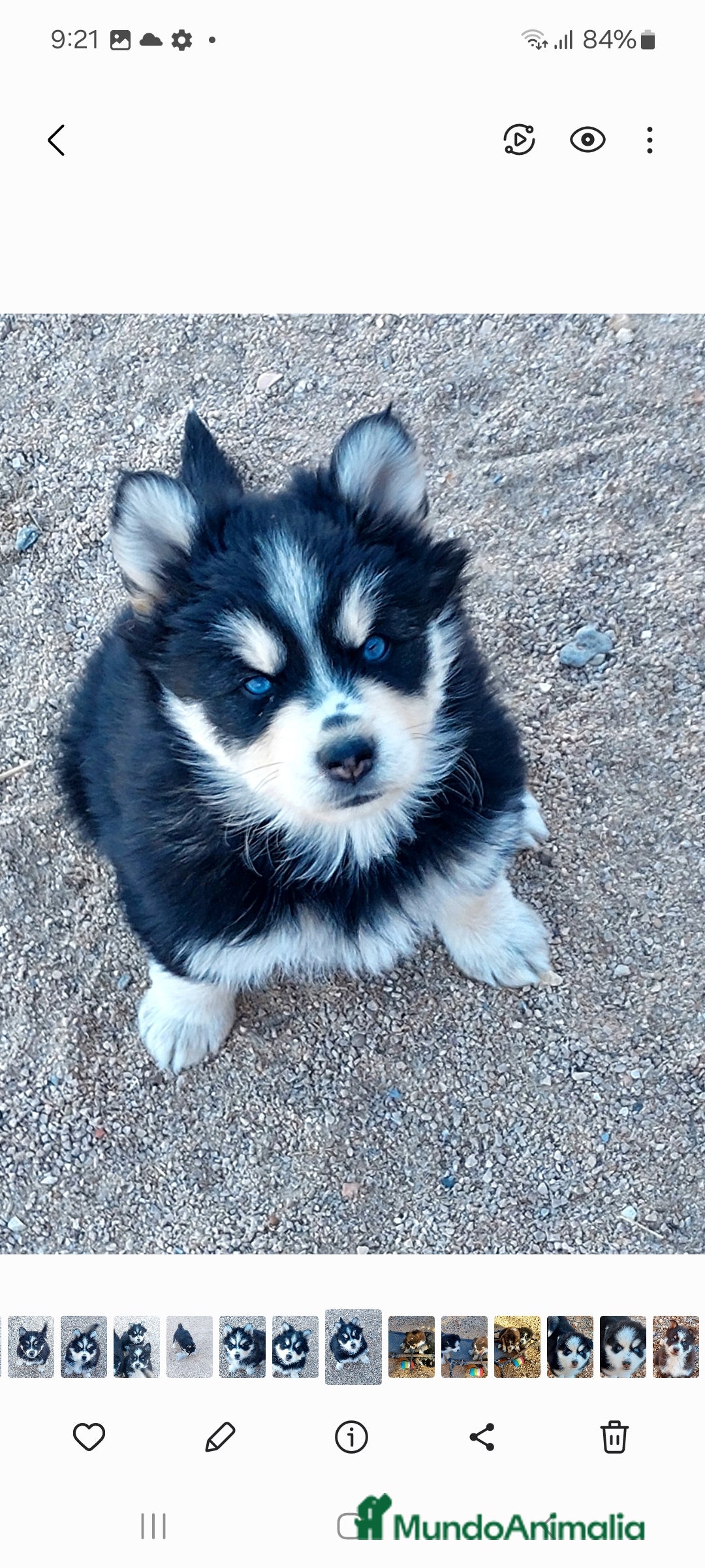 Pomsky perros Cachorros pomsky o mini husky - Anuncio 4