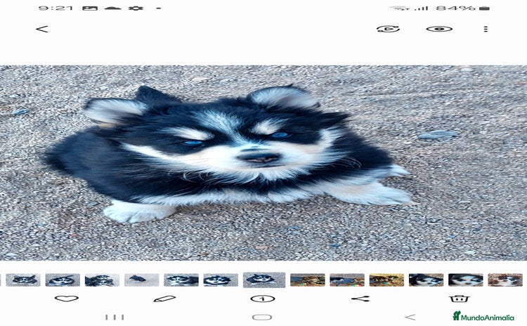 Pomsky perros Cachorros pomsky o mini husky - Anuncio 2