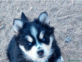 Pomsky perros Cachorros pomsky o mini husky - Anuncio 3