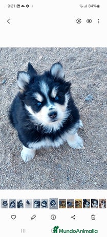 Pomsky perros Cachorros pomsky o mini husky - Anuncio 2