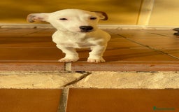 Jack Russell Terrier perros en venta: Cachorros de Jack russell  - Anuncio 17