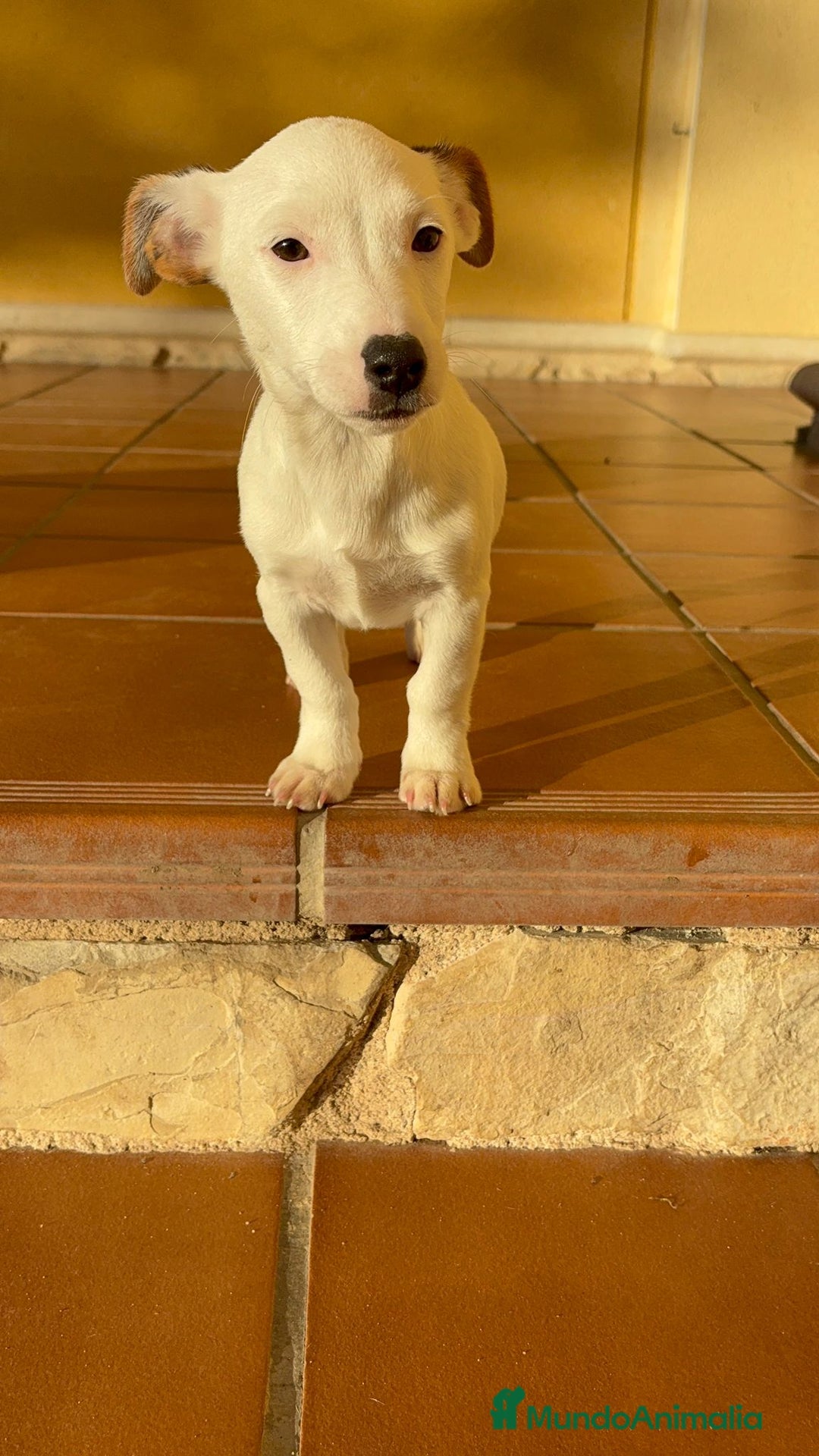 Jack Russell Terrier perros en venta: Cachorros de Jack russell  - Anuncio 17