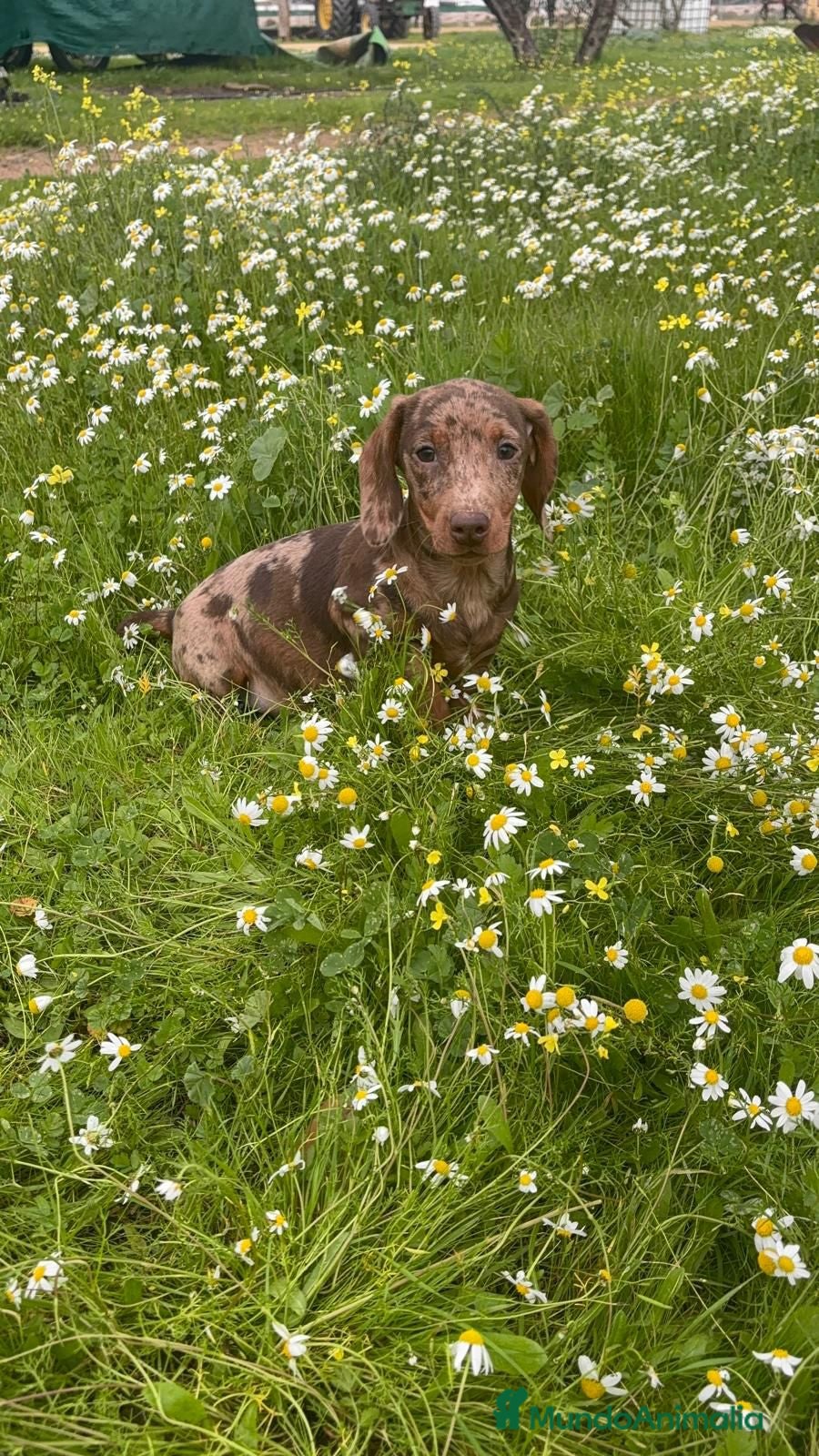 Teckel Miniatura perros TECKEL MINIATURA ARLEQUIN - Anuncio 2