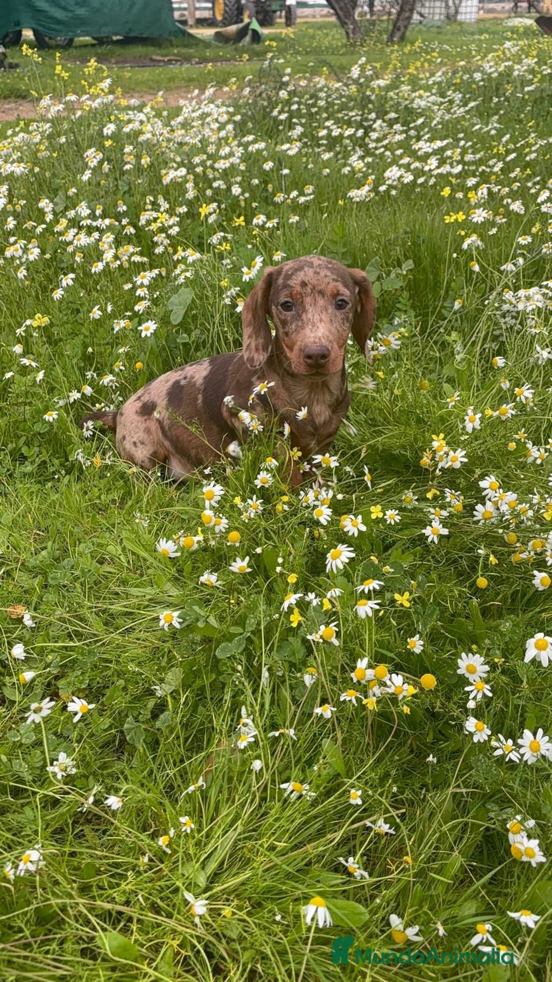 Teckel Miniatura perros en venta: TECKEL MINIATURA ARLEQUIN - Anuncio 1