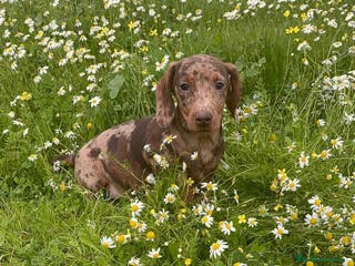 Teckel Miniatura perros TECKEL MINIATURA ARLEQUIN - Anuncio 6