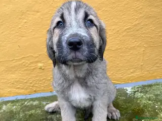 Mastín Español perros Mastín español - Anuncio 2